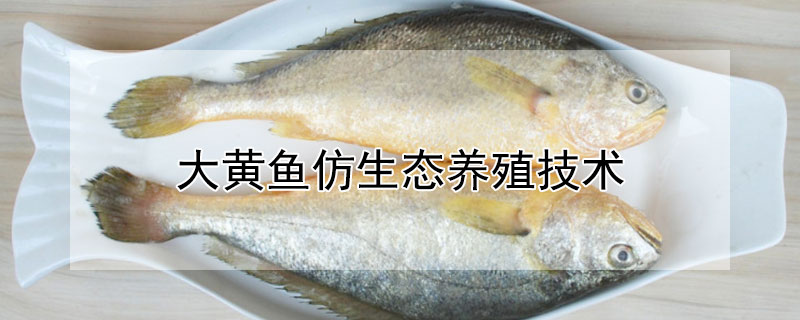 大黃魚仿生態養殖技術