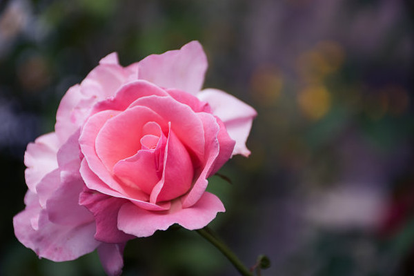 月季花夏季要遮陽嗎