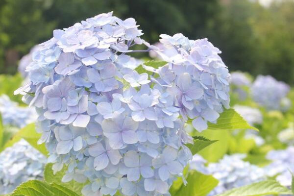 繡球花又叫什麼花