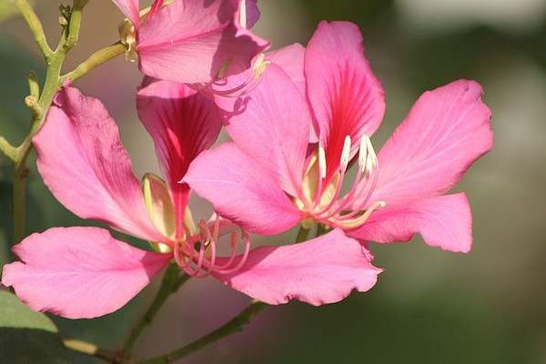 紫荊花花語