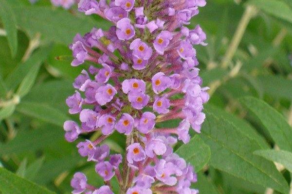 風信子什麼時候開花