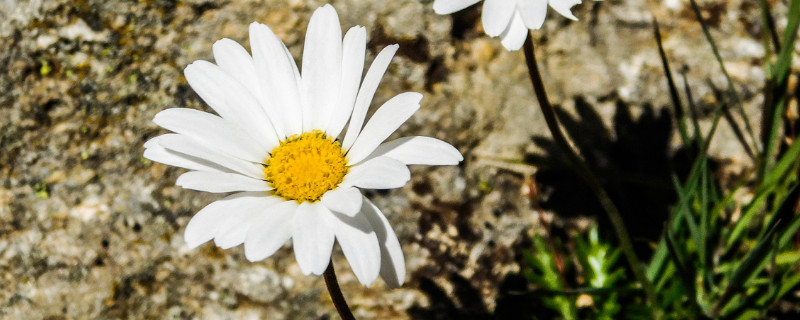 雛菊開花後要剪掉嗎