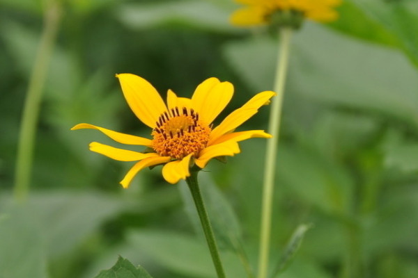 盆栽小雛菊怎麼養