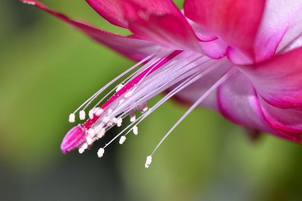 蟹爪蘭怎麼養才能開花不斷