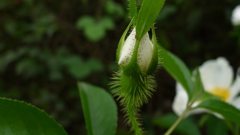 金櫻子花期