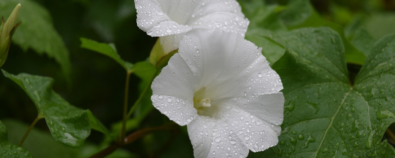 室外怎麼養牽牛花