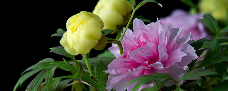 牡丹花春天移栽後能開花嗎