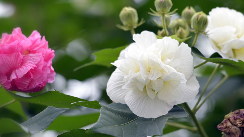 芙蓉花不長是什麼原因