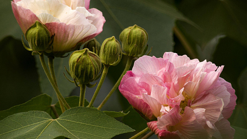 芙蓉花根部是種球嗎