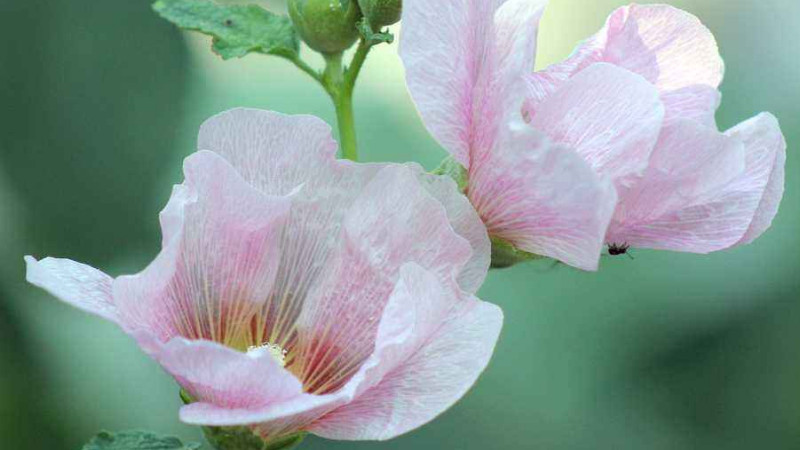 芙蓉花花開好後怎麼修剪