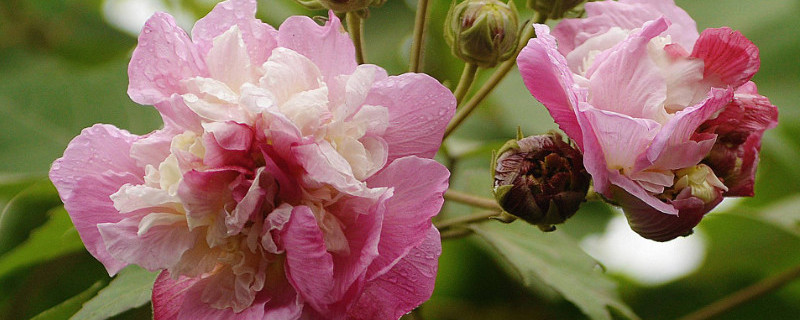 芙蓉花葉子長斑是怎麼回事