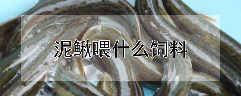 泥鰍喂什麼飼料