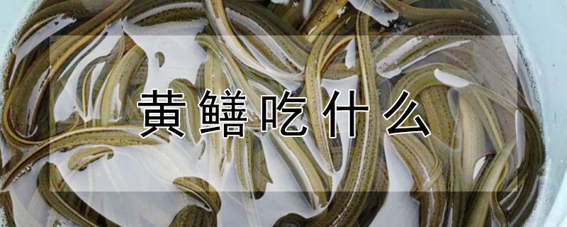 黃鱔吃什麼