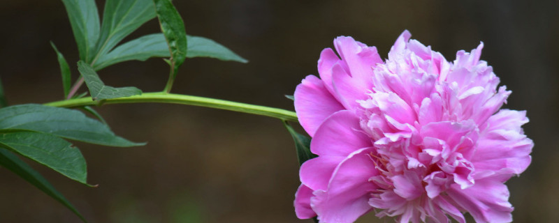 芍藥根種下多久發芽