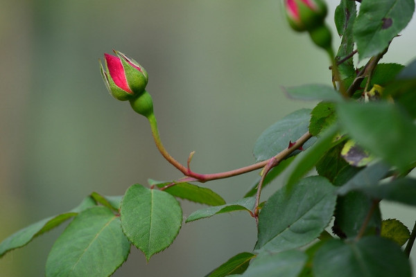 月季花為什麼一年四季都可以開花