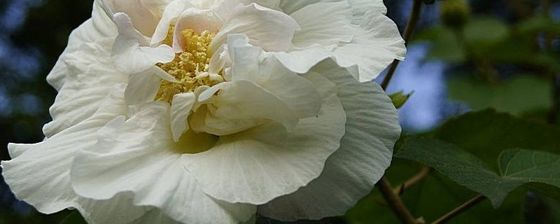 芙蓉花怎麼養家庭養法