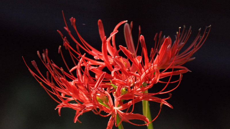 彼岸花秋天發芽怎麼辦