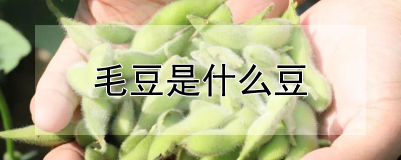 毛豆是什麼豆