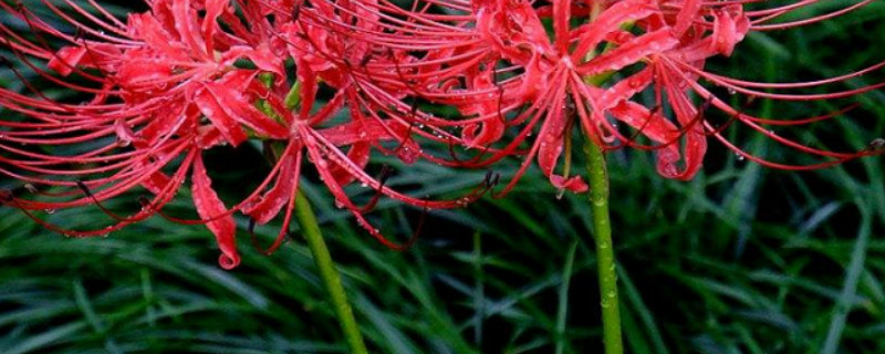 彼岸花怎樣種植才開花