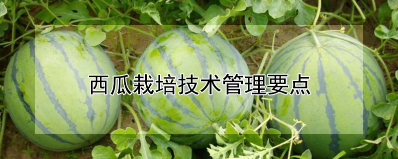 西瓜栽培技術管理要點