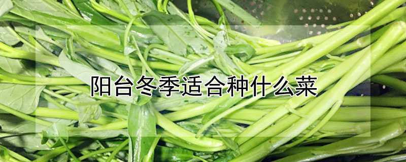 陽台冬季適合種什麼菜