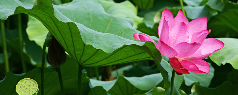 蓮花花語是什麼意思