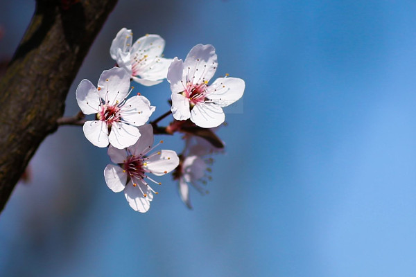 中國櫻花開花時間