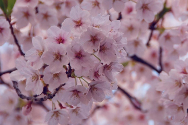 櫻花病蟲害症狀與防治