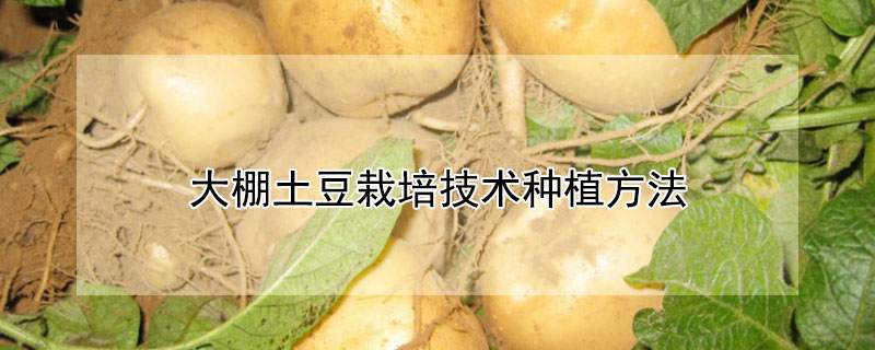 大棚土豆栽培技術種植方法