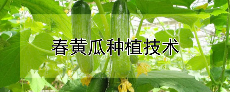 春黃瓜種植技術