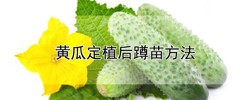 黃瓜定植後蹲苗方法