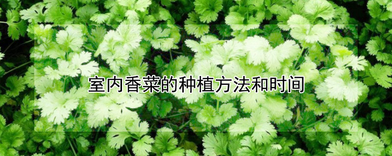 室內香菜的種植方法和時間