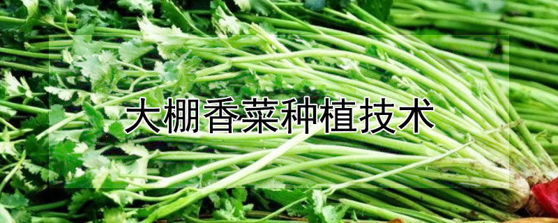 大棚香菜種植技術