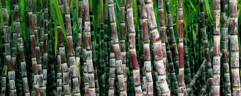 十二月份產什麼水果