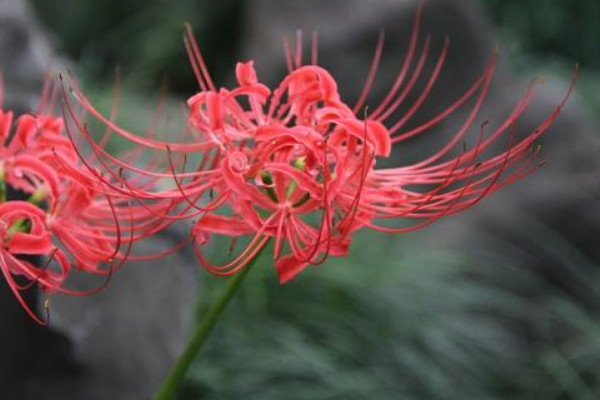 彼岸花什麼時候開花和長葉