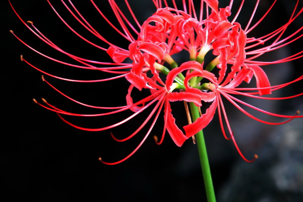 彼岸花什麼時候開花和長葉