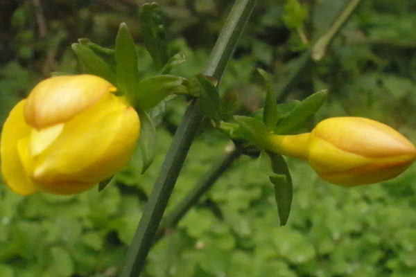 獨杆迎春花怎樣修剪