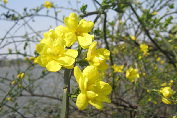 獨杆迎春花怎樣修剪