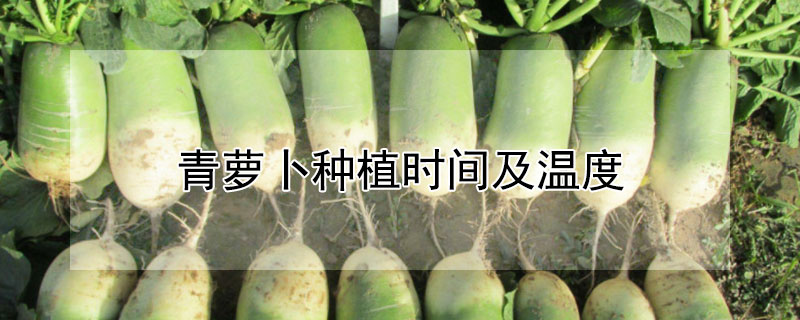 青蘿卜種植時間及溫度