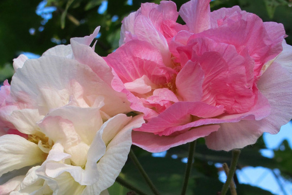 芙蓉花出現蘭心是什麼原因