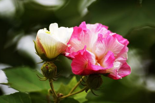 芙蓉花出現蘭心是什麼原因