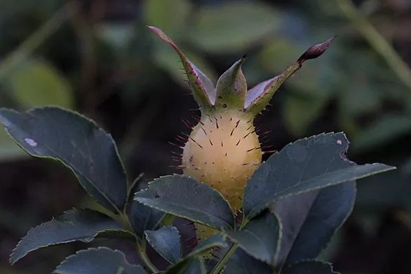 金櫻子花開於什麼季節