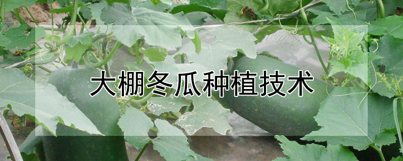 大棚冬瓜種植技術