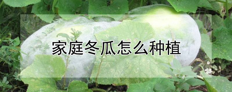 家庭冬瓜怎麼種植