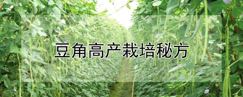 豆角高產栽培秘方