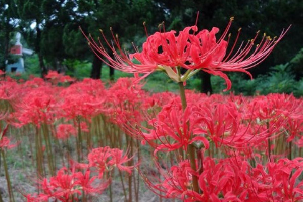 紅色彼岸花的花語是什麼