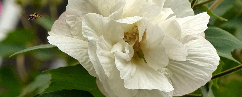 芙蓉花種子什麼時候種