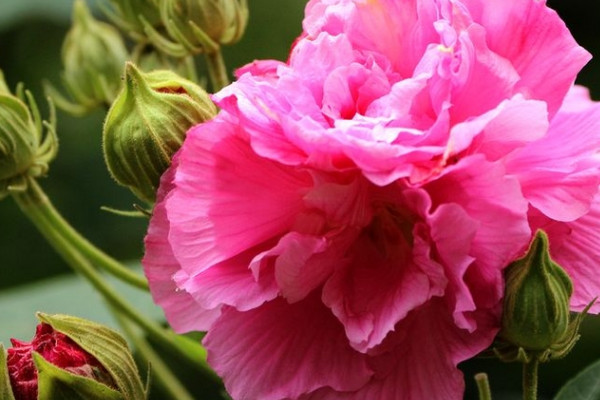 芙蓉花種子什麼時候種