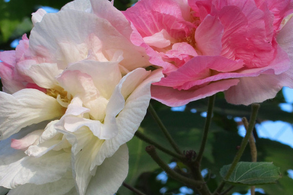 芙蓉花種子什麼時候種