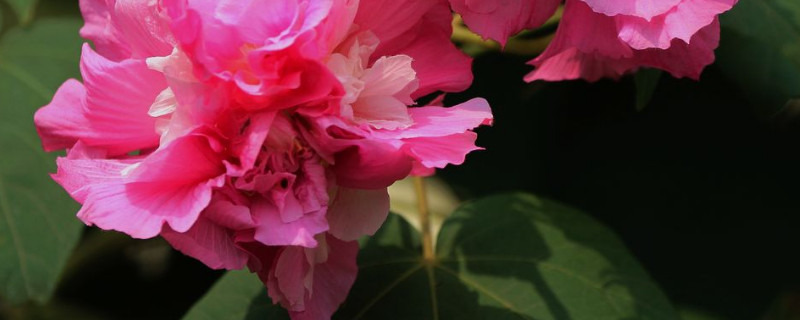 芙蓉花用水泡根怎麼插